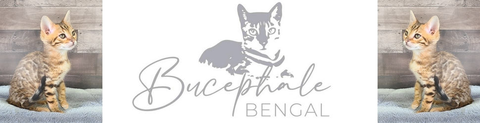 buceph buceph